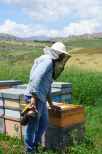 campi incolti per miele biologico