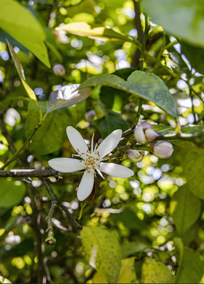 fiore di agrumi siciliani oliva 1850