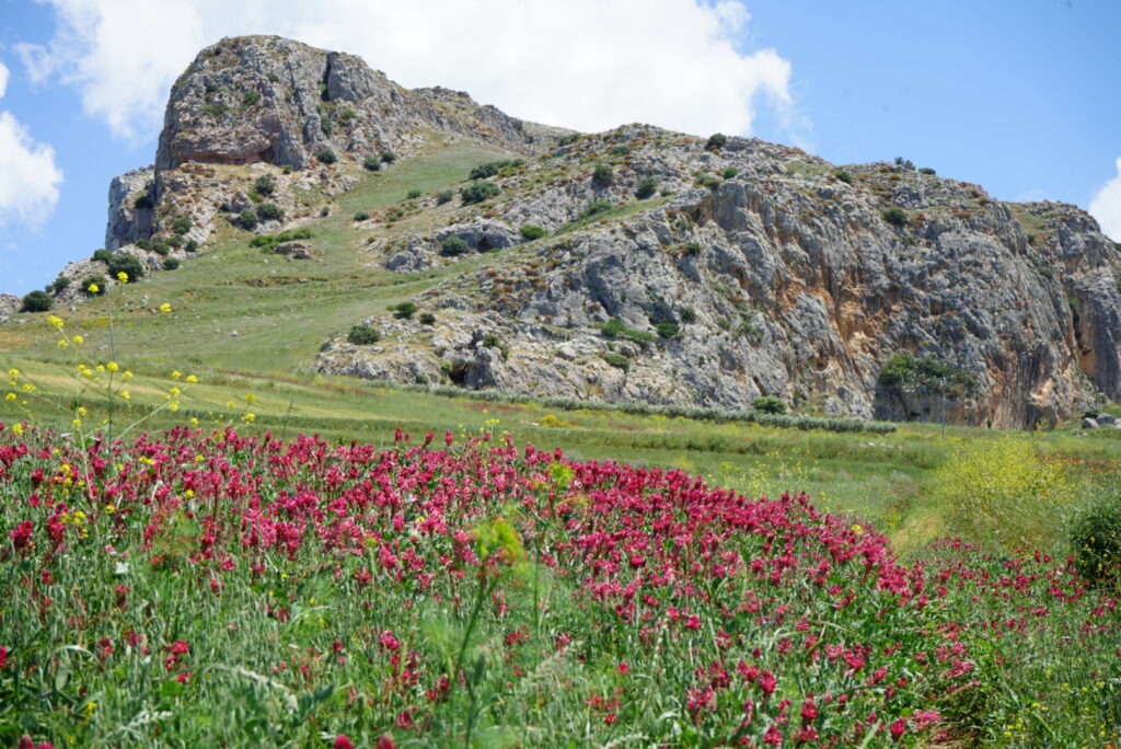 fiori di sulla