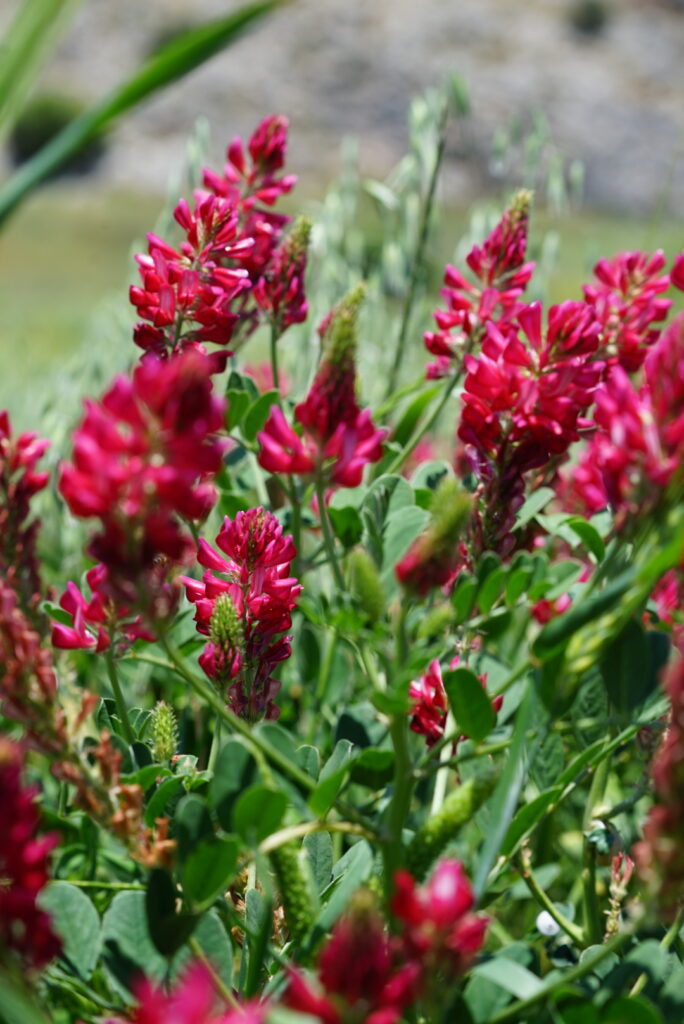 fiore di sulla