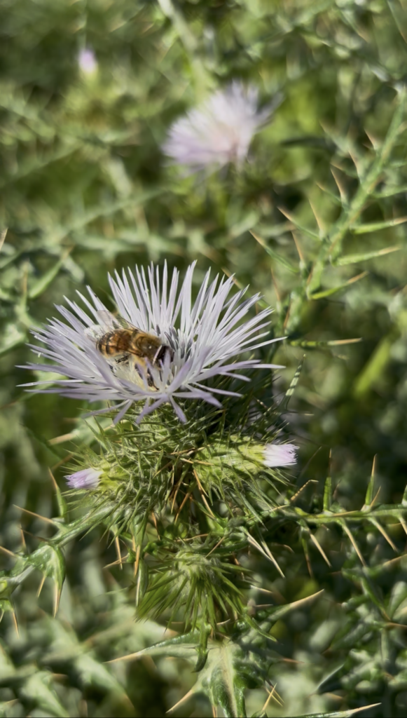fiore di cardo e ape