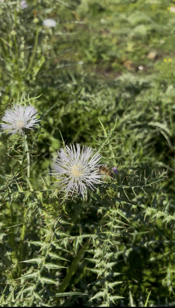 fiore di cardo siciliano