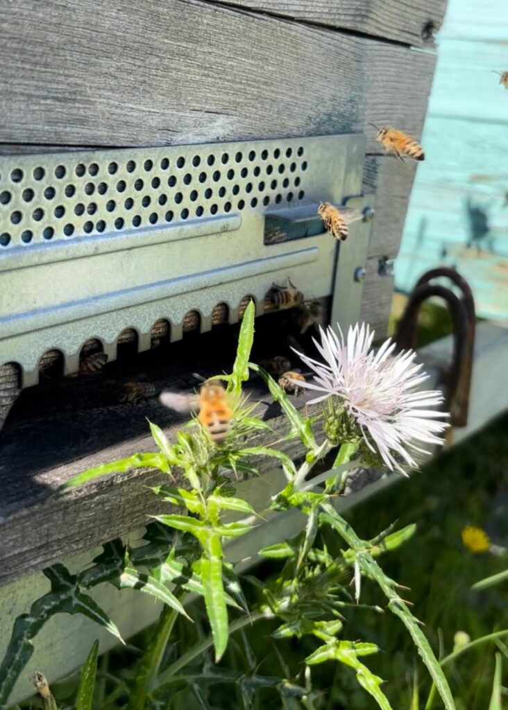 api e fiore di cardo